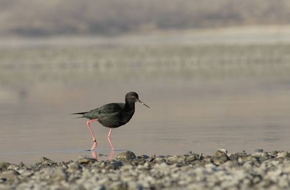 A black stilt, or kak&#299;, wading in the Mackenzie Basin